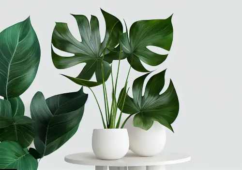 Identificador de Plantas